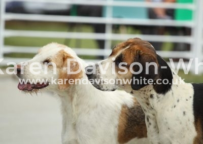 IMG_0645Best working hounds karendavisonwhite