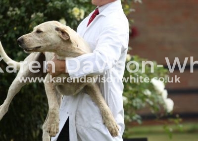 IMG_0667Tom Henson whipper-in karendavisonwhite