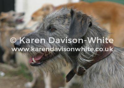img_0683lurcher-head-karendavisonwhite