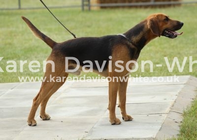 IMG_0700unentered stud book harrier winner Holcombe Viper Highpeak Dalesman '12 Diva kdwimage