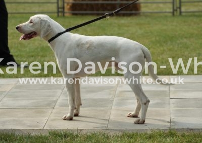 IMG_0705Unentered West Country Harrier Dog hound winner AxeVale Winston Modbury Wantage '13A Lady 2011C karendavisonwhite