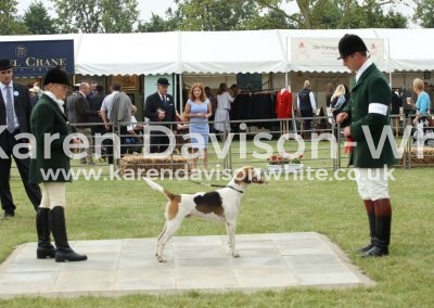 IMG_0746Waveney Latimer champion dog hound karendavisonwhite