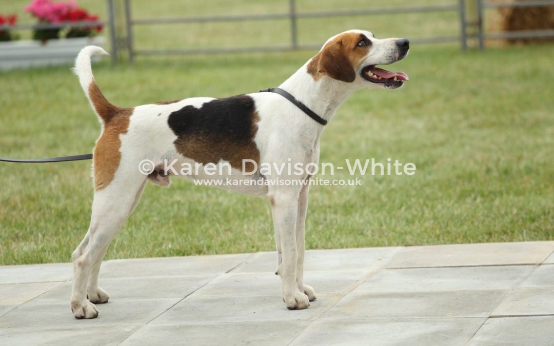 PETERBOROUGH 2017 HARRIERS DOG HOUND WINNERS