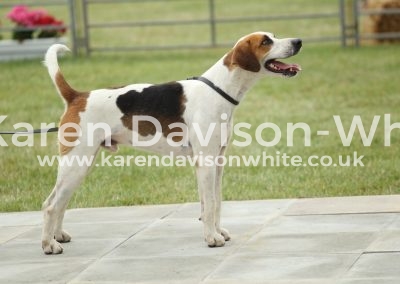 IMG_0751Entered Stud book harrier dog hound winner Waveney Latimer '15 (Rockwood Lancer '10-Harebell '09 kdw