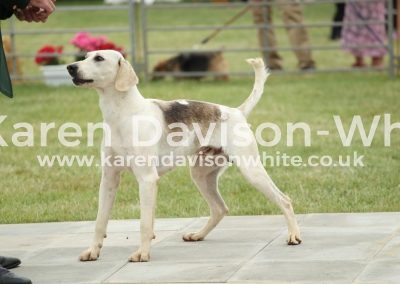 IMG_0763TV Baxter '16A 2nd entpboro17(Barrister '12A-Waitress '12A) karendavisonwhite