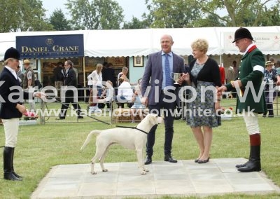 IMG_0776Entered West Country Harrier dog hound winner North Norfolk Reuben '15 Lifeguard '12C - Laughter '10A kdw