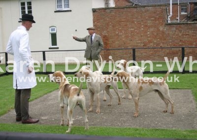 IMG_0780n cotswold dog hounds karendavisonwhite