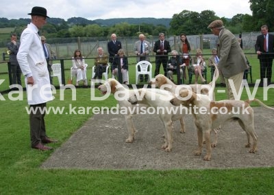 IMG_0785n cotswold doghounds karendavisonwhite