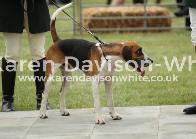 IMG_0800Stud book Harrier Stallion Hound winner Waveney Lancaster '15 (Rockwood Lancer '10- Harebell'09)kdw
