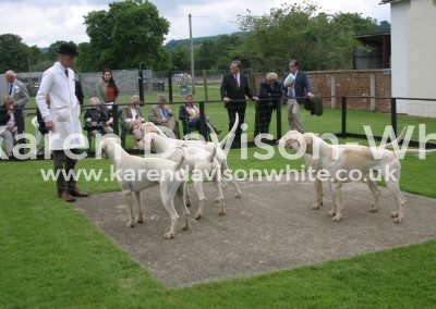 IMG_0800ent dog hounds karendavisonwhite