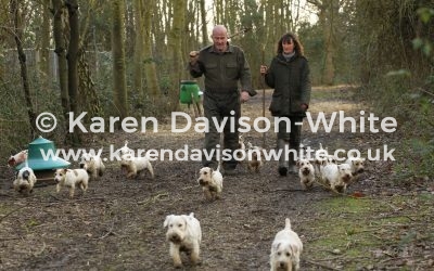 The Working Sealyham Terrier