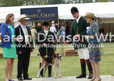 IMG_0804WH Lancaster wins stallion hound karendavisonwhite