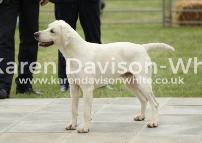 IMG_0816Axe Vale Tucker 2013A (Wantage '05- Trifle '05B) karendavisonwhite unplaced WC stallion class