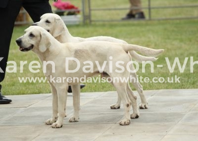 IMG_0819North Norfolk karendavisonwhite