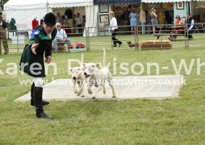IMG_0823Taunton Vale Badger and Hopkins karendavisonwhite Badger won stallion hound class pboro17