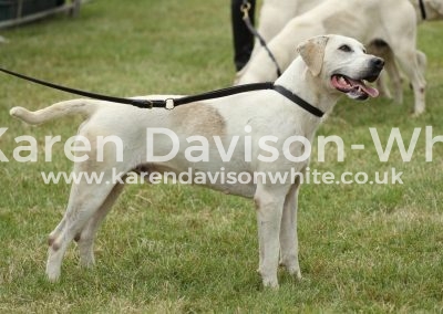 IMG_0826West Counry Harrier Stallion Hound winner Taunton Vale Badger'12A (Cotley Banker '07- Laurel'09B)kdw