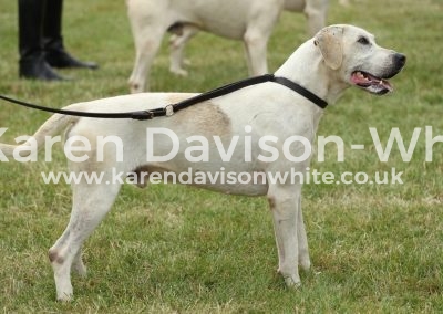 IMG_0828Taunton Vale Badger '12A (Cotley Banker '07 - Laurel '09B) karendavisonwhite