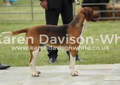 IMG_0844High Peak Painter Appendix C Belvoir Pageant '07 - Shamrock '05 kdwimage