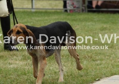 IMG_0858French cross bred Appendix C