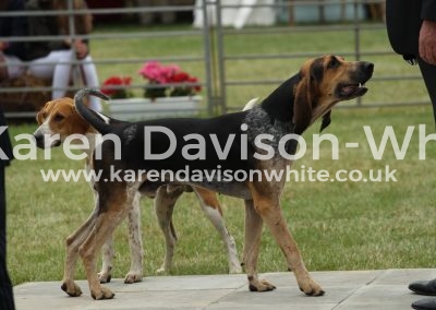 IMG_0862Appendix C French cross bred looking at