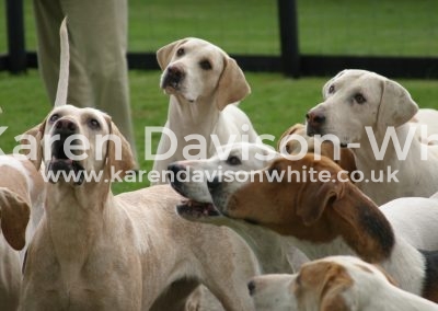 IMG_0876n cotswold karendavisonwhite