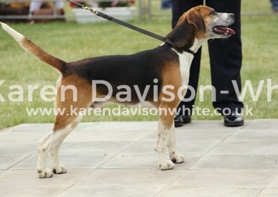 IMG_0877Appendix C Harrier Dog Hound winner Ross Quota '13C (High Peak Question '10-Burton Bayleaf '09U)kdw