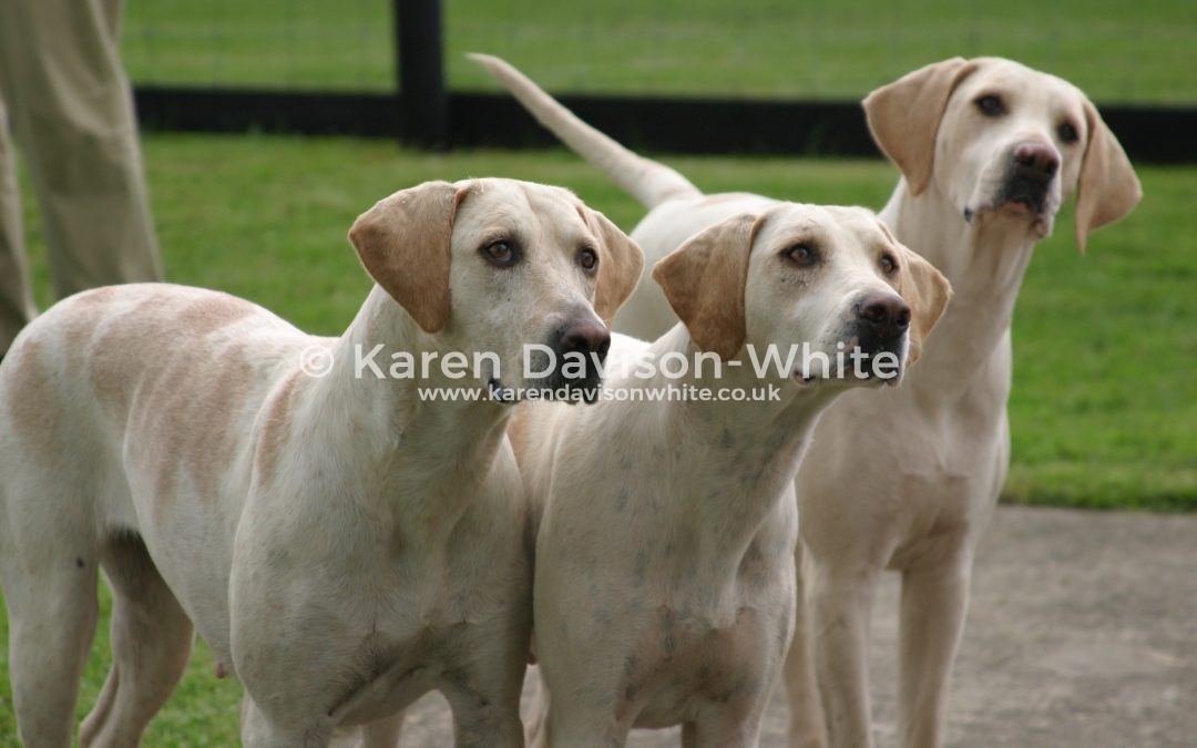 North Cotswold Foxhounds