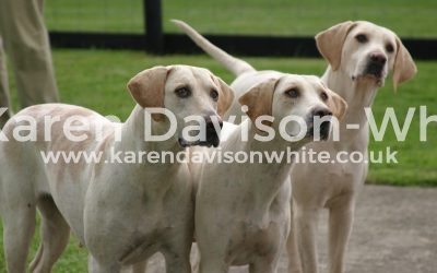 North Cotswold Foxhounds