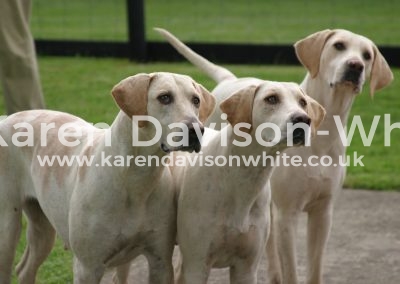IMG_0882n cotswold bitches karendavisonwhite
