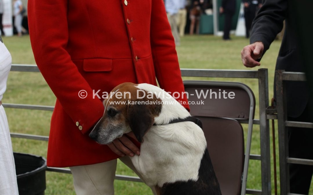 Peterborough 2017 shots from the Harrier ring take one