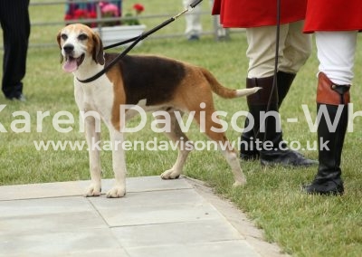 IMG_0893Veteran Dog Hound Holcombe Batman '10 (Badger '04-Query'07)