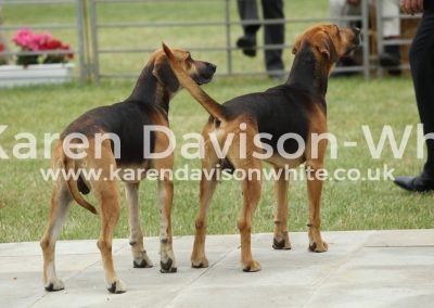 IMG_0899Easton Harriers Bailey and Bantum karendavisonwhite