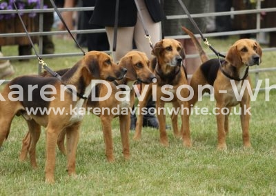 IMG_0909Holcombe Harriers Barrister and Drummer won couple class