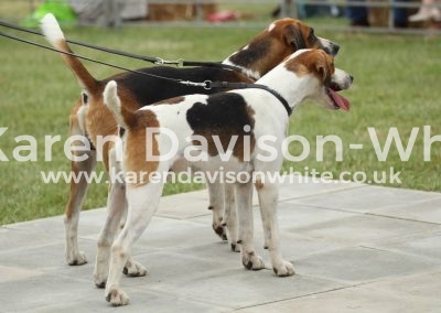 IMG_0931Waveney Latimer harrier dog hound champ. and Lancaster res. karendavisonwhite