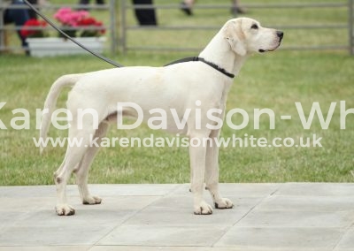 IMG_0951West Country Harrier Dog Hound Champion NNH Reuben '15 (Lifeguard '12C-Laughter '10A)