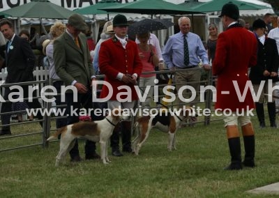 IMG_0961Dunston Florist and Frosty first and third unentered bitch hounds karendavisonwhite