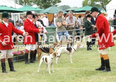 IMG_1002Stud Book Harrier Bitch class Middle Holcombe Disco won karendavisonwhite