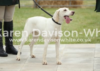 IMG_1028Axe Vale Biscuit '15B (TV Barrister '12A Waffle 12C) karendavisonwhite wins entered WCHarrier Bitch hound class