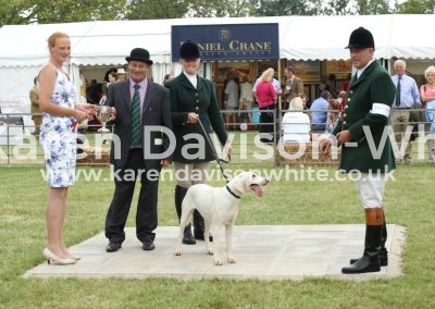 IMG_1029Entered West Country Harrier Bitch winner Axe Vale Biscuit karendavisonwhite