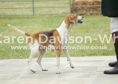 IMG_1033Easton Harriers Cornflake 15 by High Peak Sherriff '06