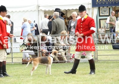 IMG_1041PF&C Treaty '16B (Cotley Saddler '08C Saccharine '11 wins 19inch bitch class karendavisonwhite