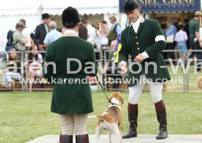 IMG_1045Easton Harriers Cornflake '15 (High Peak Sheriff '06- Cornflower'13) 4th brood bitch