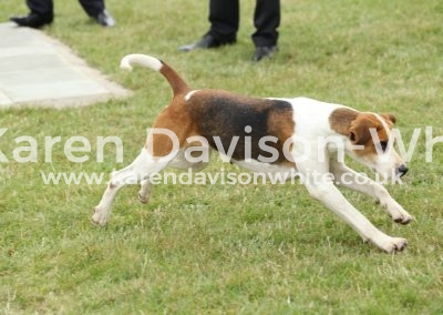 IMG_1046Easton Cornflake