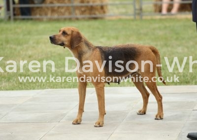 IMG_1050Brood Bitch Win Holcombe Barley '12 HPBatman '10 - Comedy '06! karendavisonwhite