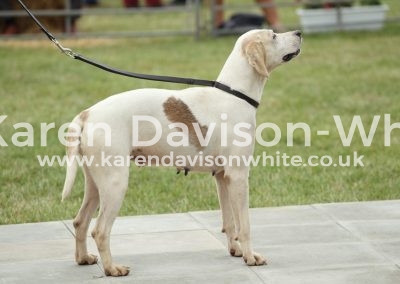 IMG_1072West Country Brood Bitch win TV Waitress '12A (Cotley Warrier '04-Wilma'08B) karendavisonwhite