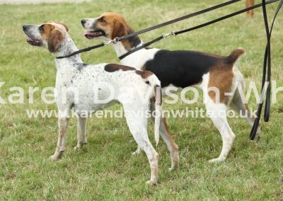 IMG_1089Appendix C Banshee with the fleck in foxhounds originally from Carmarthen Nimrod 1924