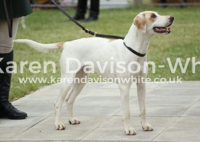 IMG_1108Appendix C winner Axe Vale Traffic '16C (DV&SP Crawley '13C - DV&SP Trifle '11C) karendavisonwhite