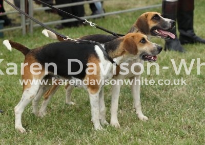 IMG_1110Bitch hound couple win Waveney Laughter '15 Sparkle '16 karendavisonwhite