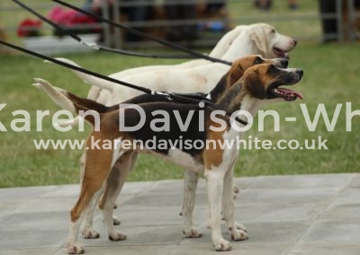 IMG_1120Waveney Laughter & Sparkle TV Bailey & Baffle bitch 2nd hound couple