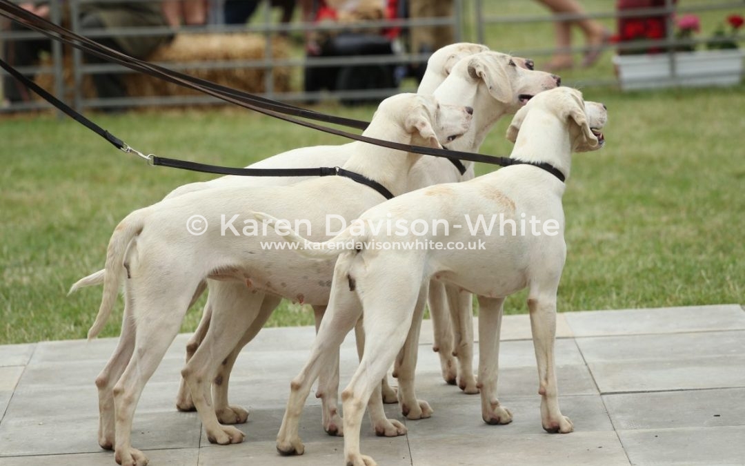 West Country Harriers at Peterborough 2017